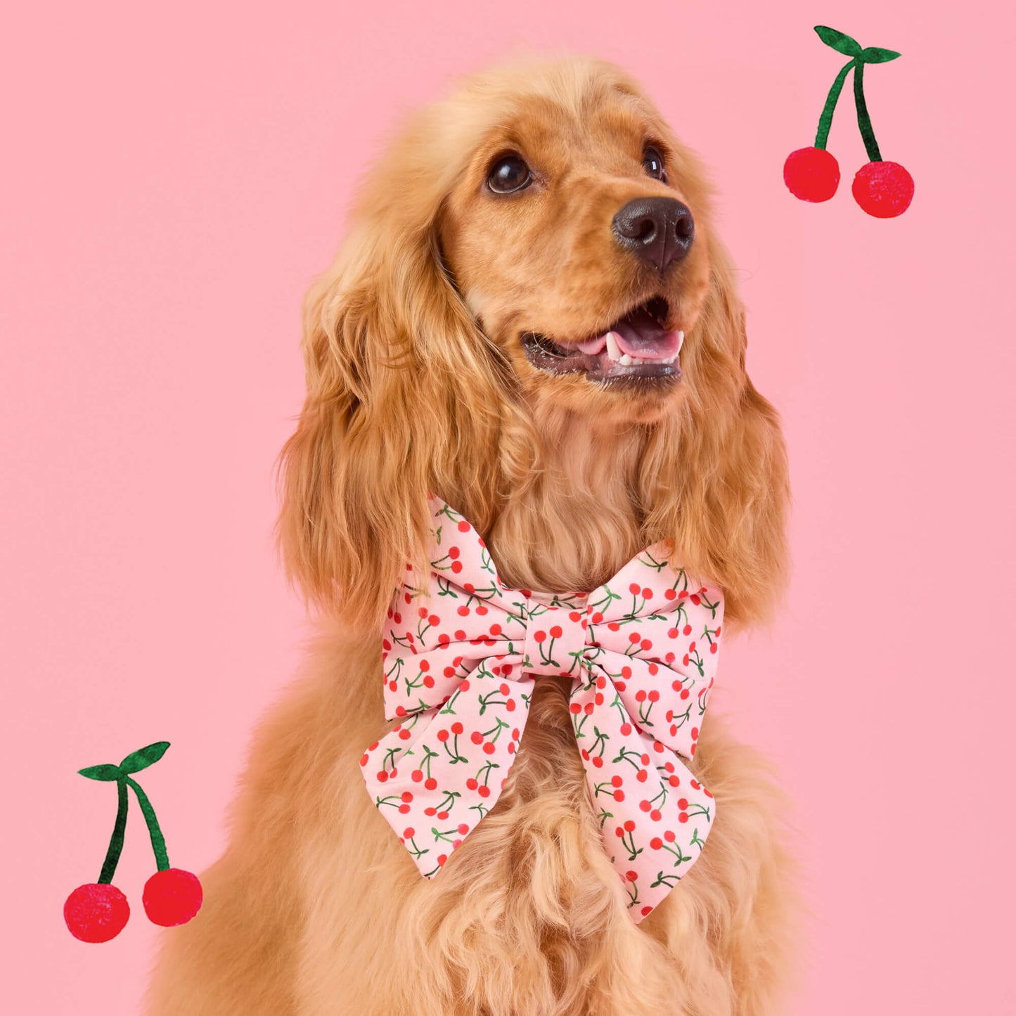 Cherry Jubilee Lady Dog Bow