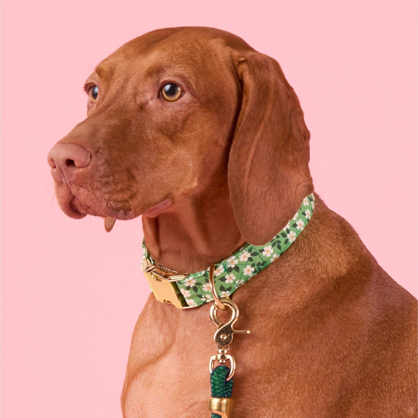 Dainty Daisies Dog Collar