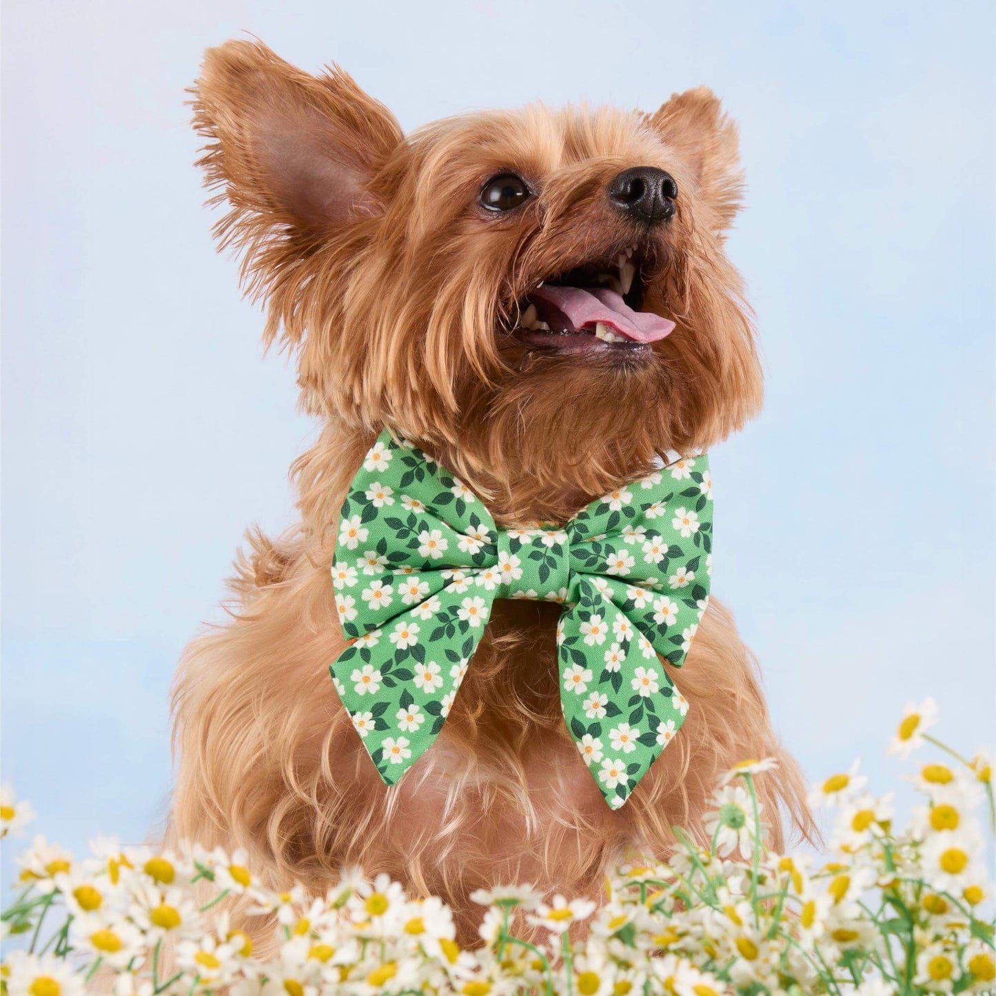 Dainty Daisies Lady Bow Collar