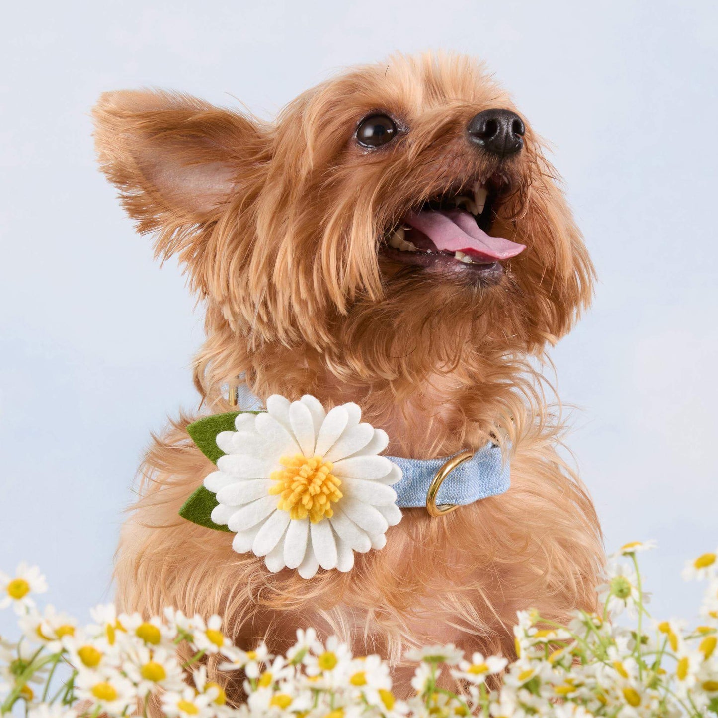 Daisy Dog Collar Flower
