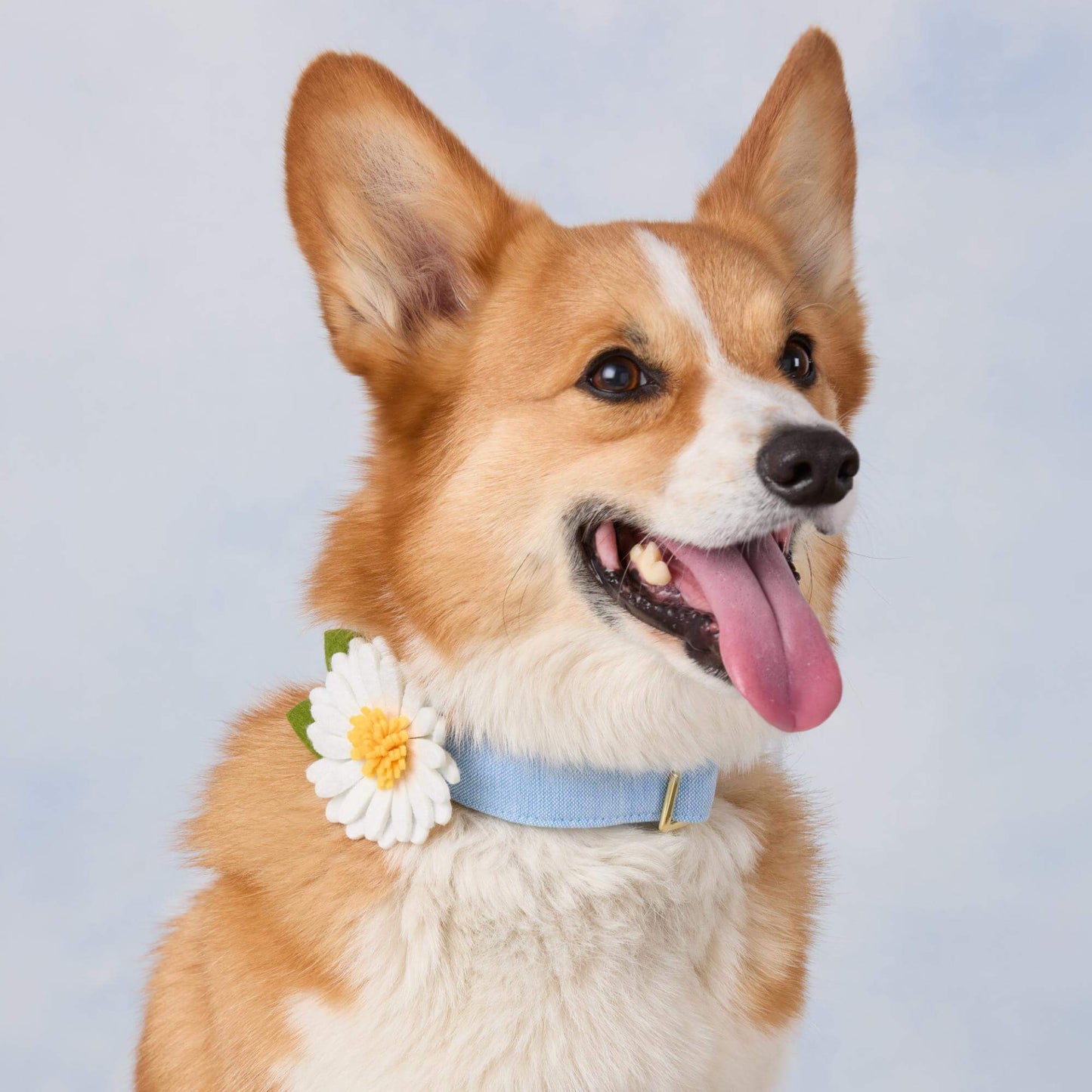 Daisy Dog Collar Flower