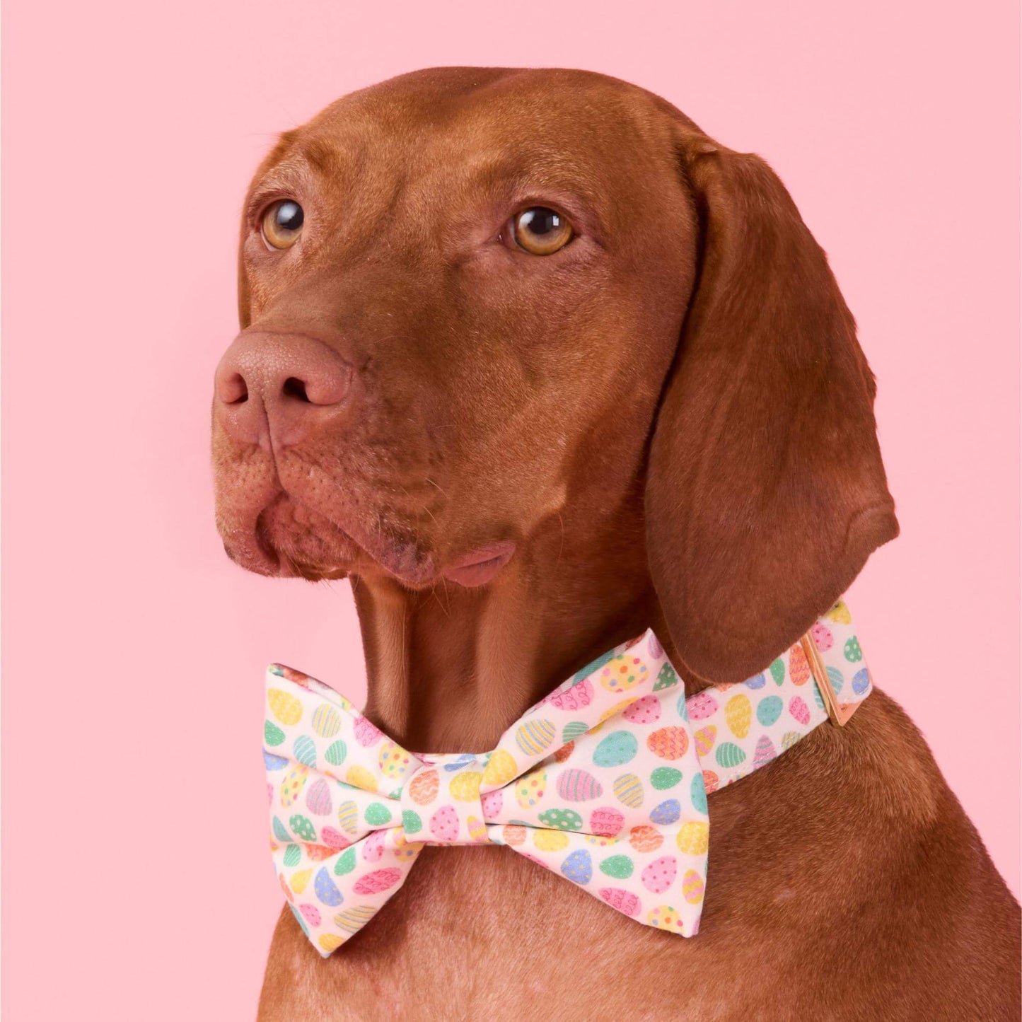 Easter Eggs Bow Tie Collar