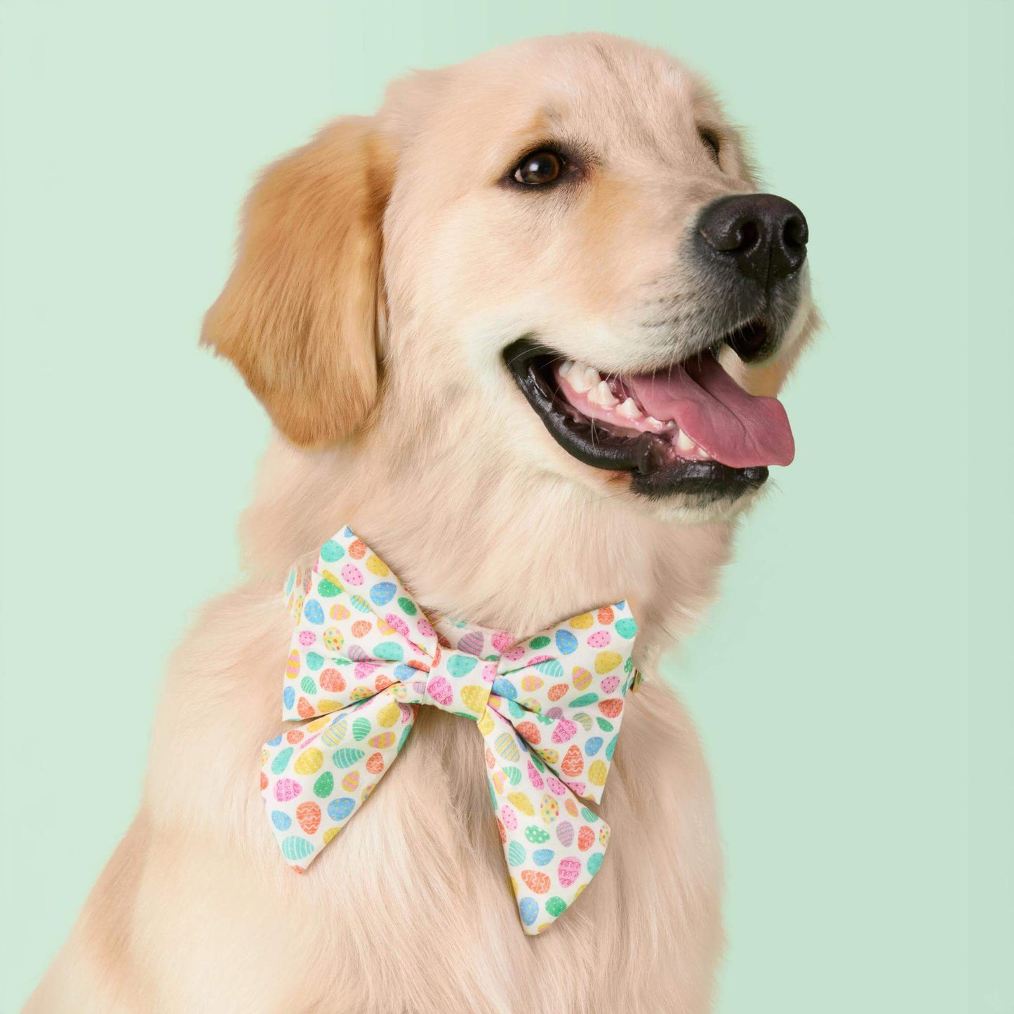 Easter Eggs Lady Bow Collar