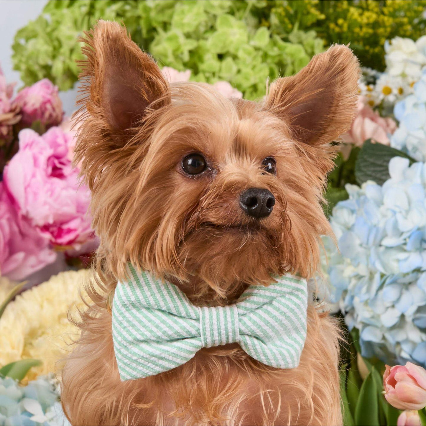 Green Seersucker Bow Tie Collar