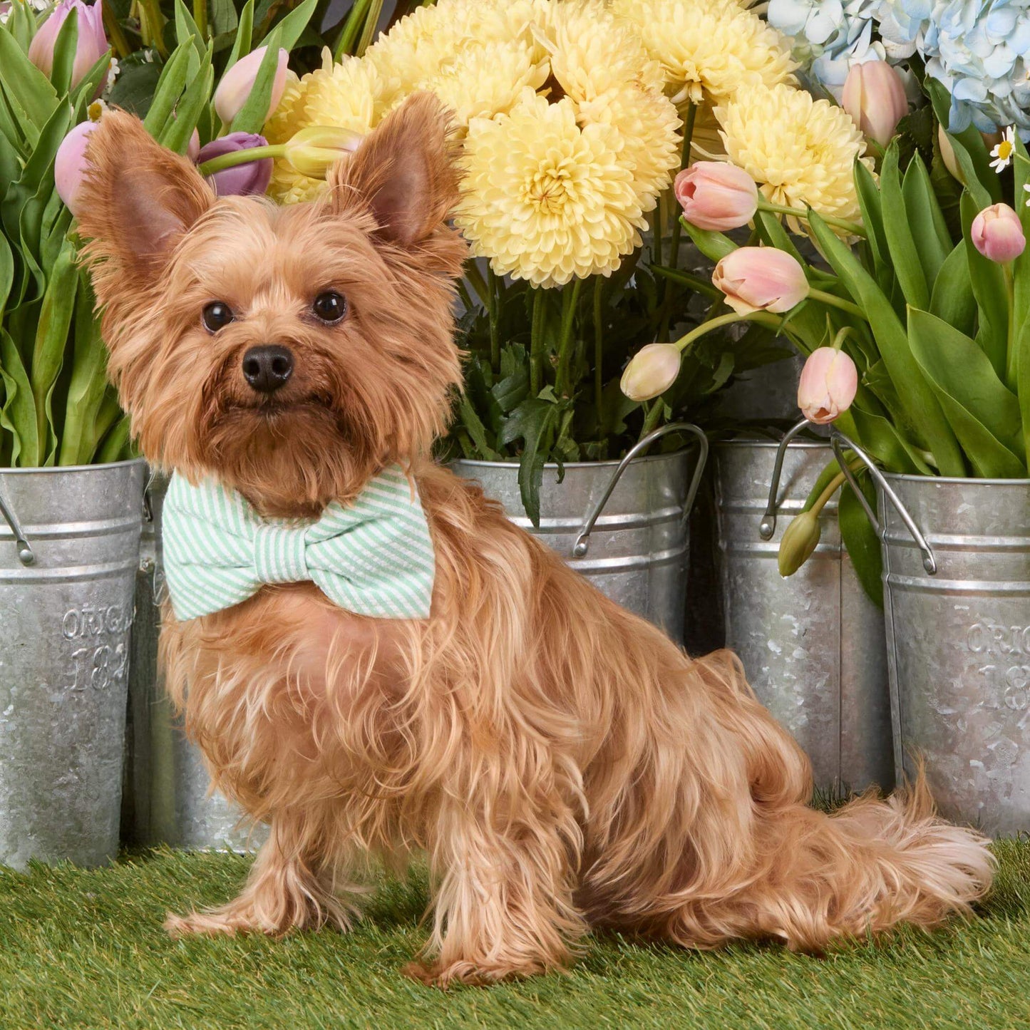Green Seersucker Dog Bow Tie