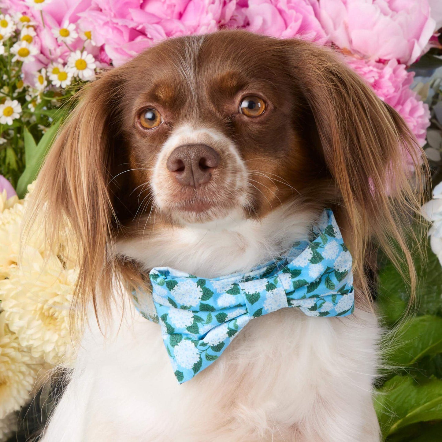 Hydrangea Dog Bow Tie