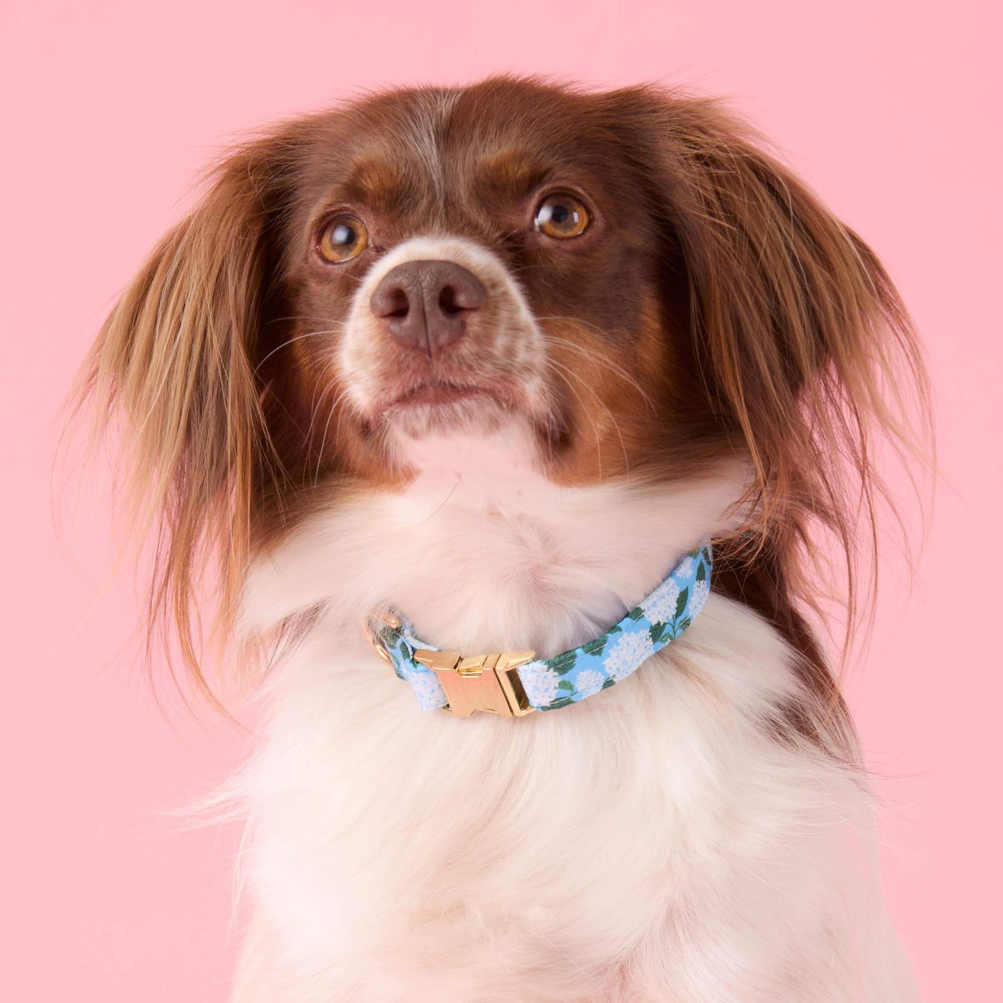 Hydrangea Dog Collar