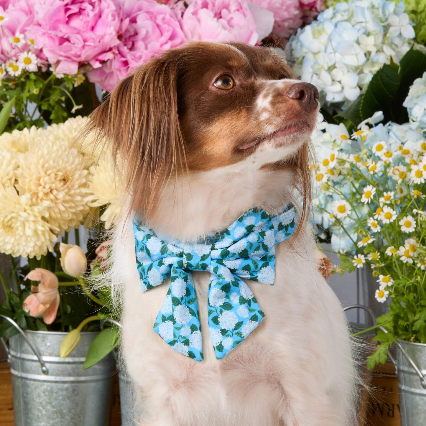 Hydrangea Lady Dog Bow