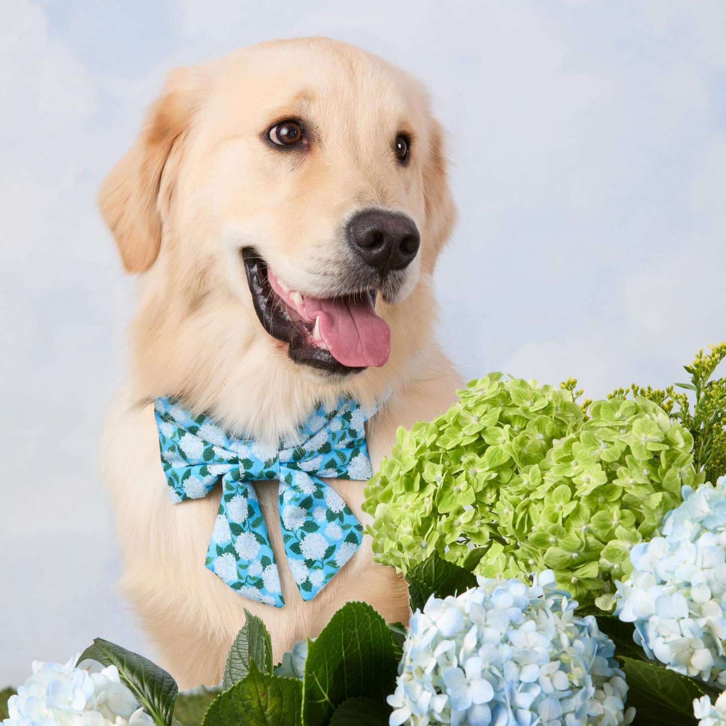 Hydrangea Lady Bow Collar