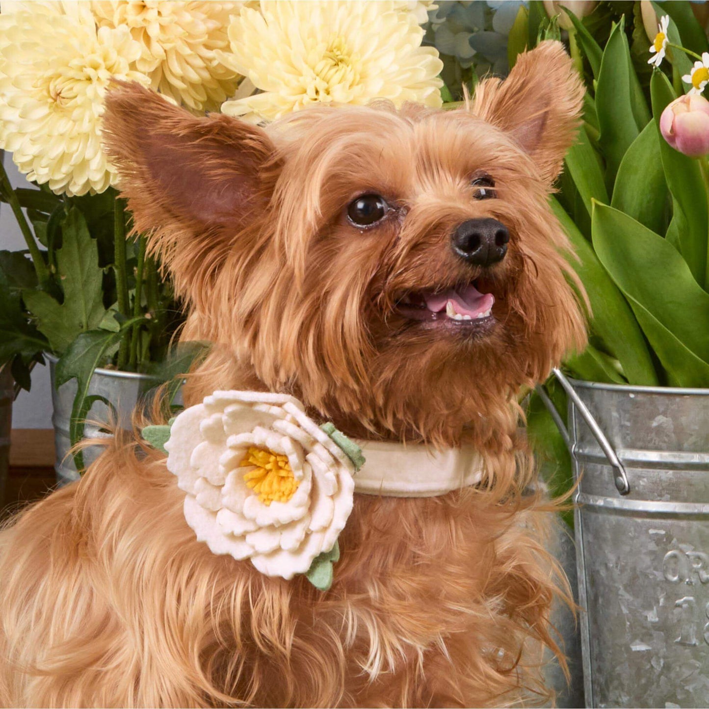 Ivory Peony Dog Collar Flower