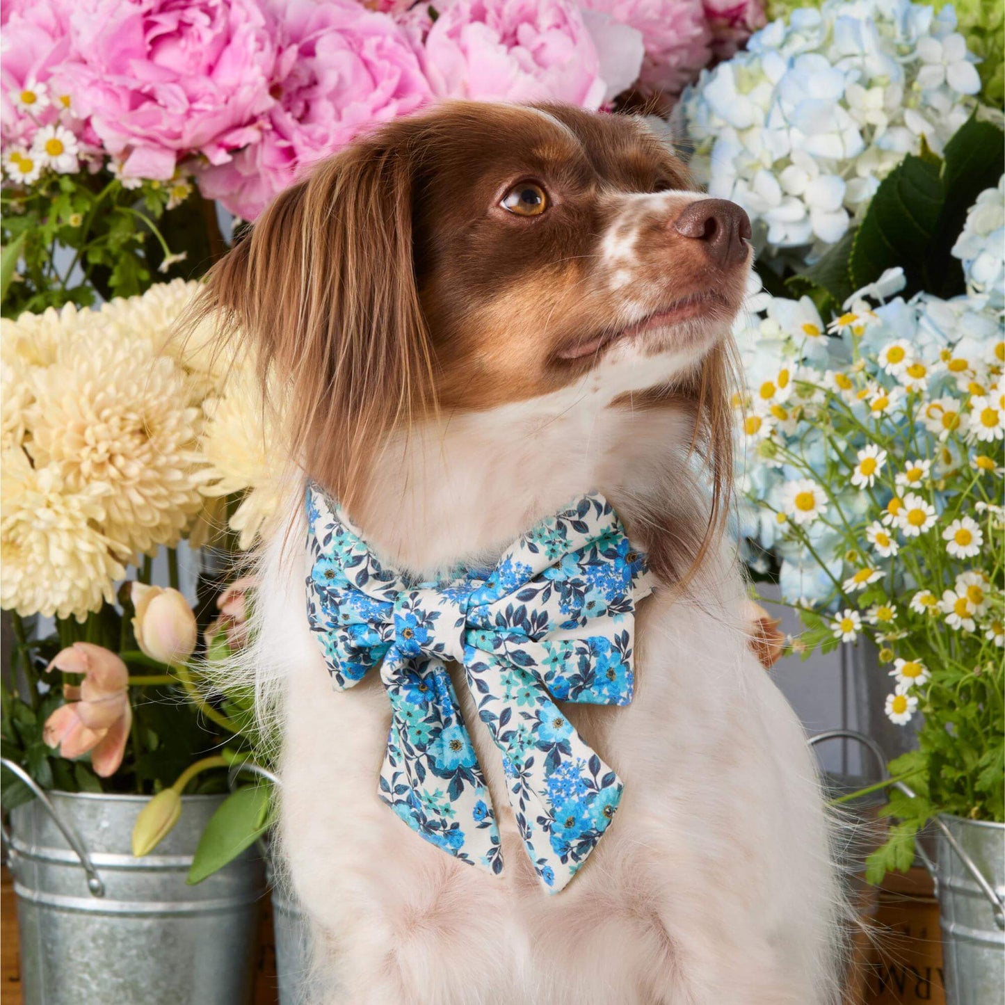 Jardin Lady Bow Collar