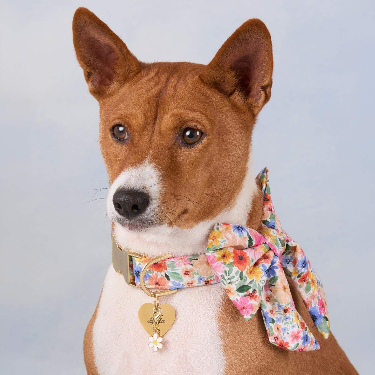 Margaux Lady Dog Bow