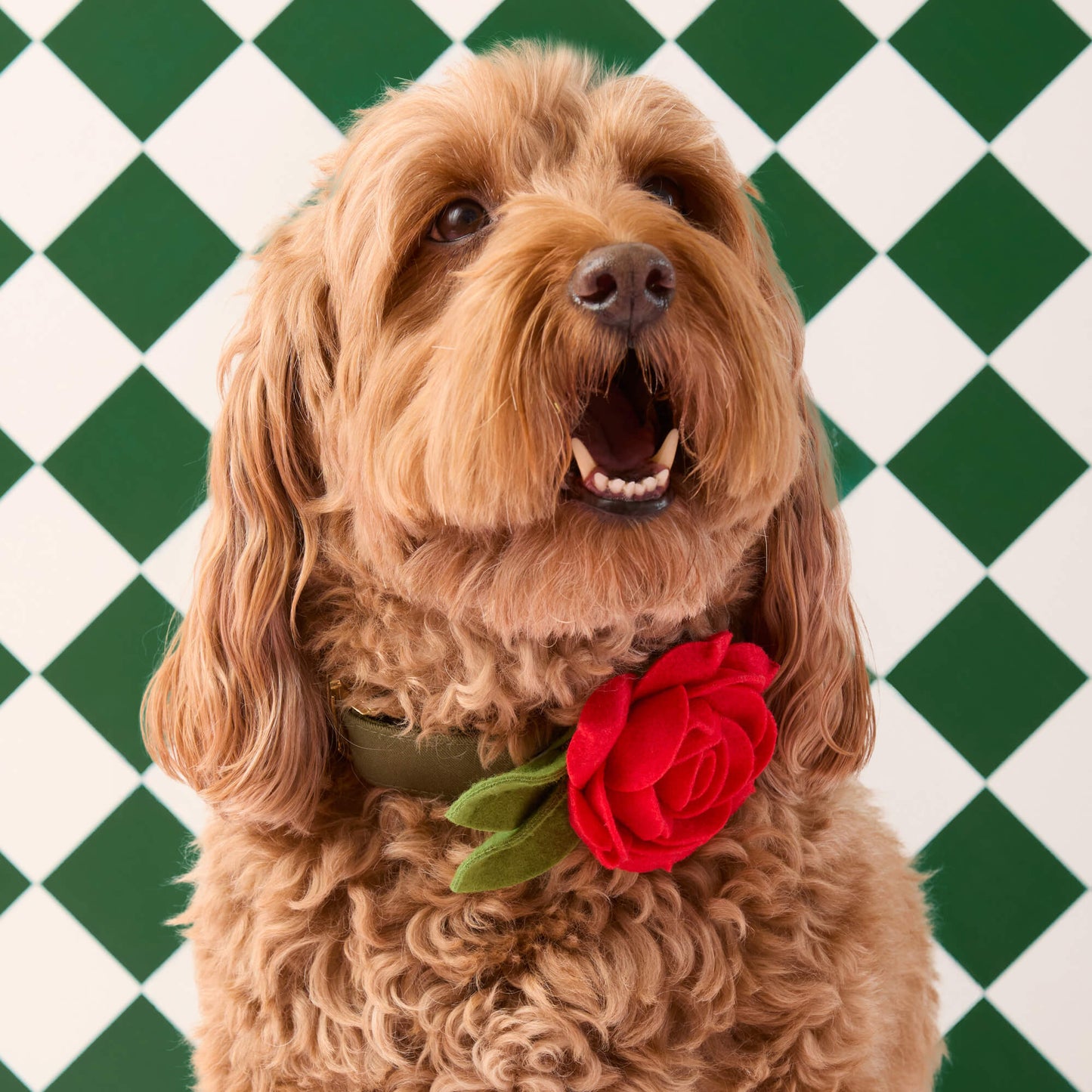 Red Rose Dog Collar Flower