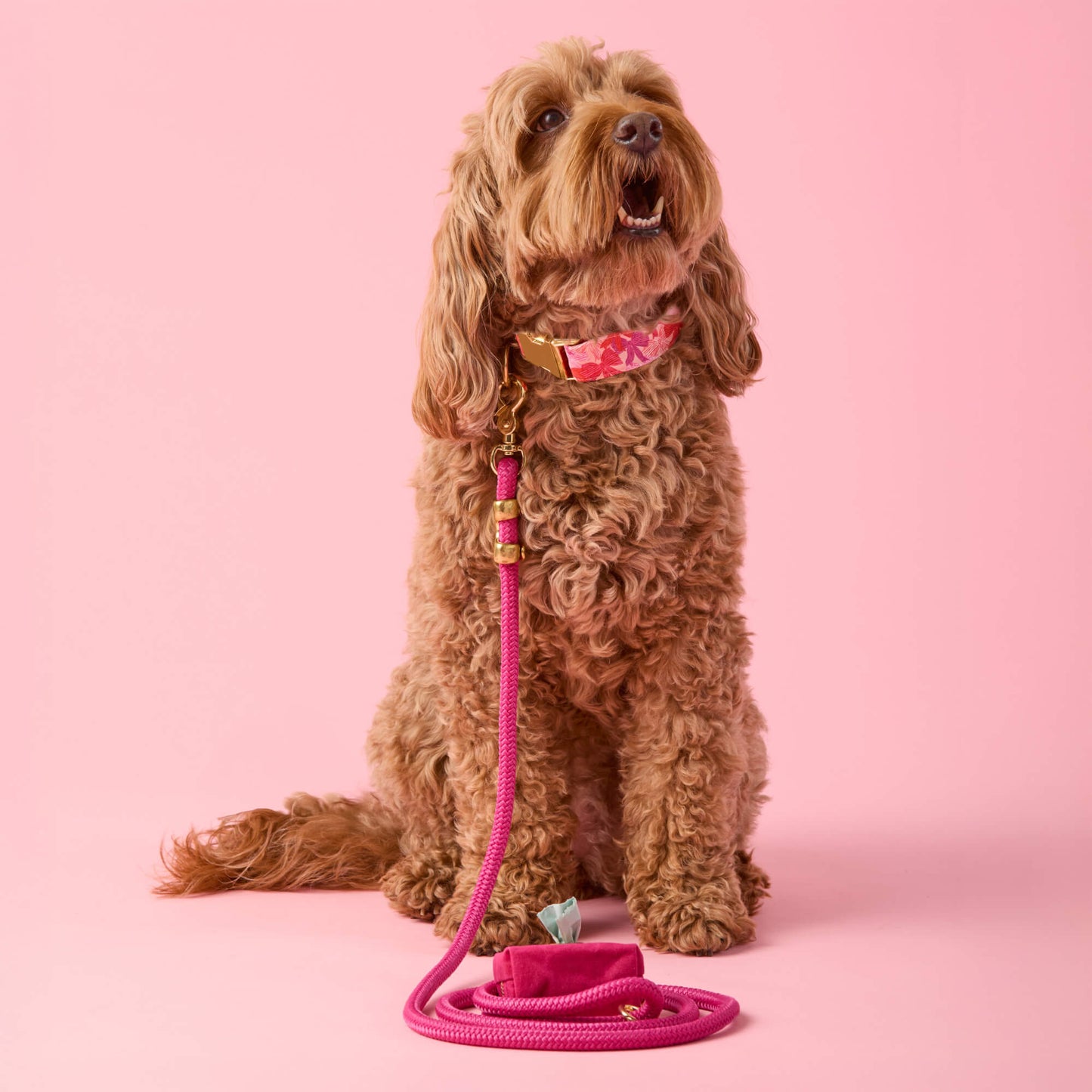 Take a Bow Collar Walk Set