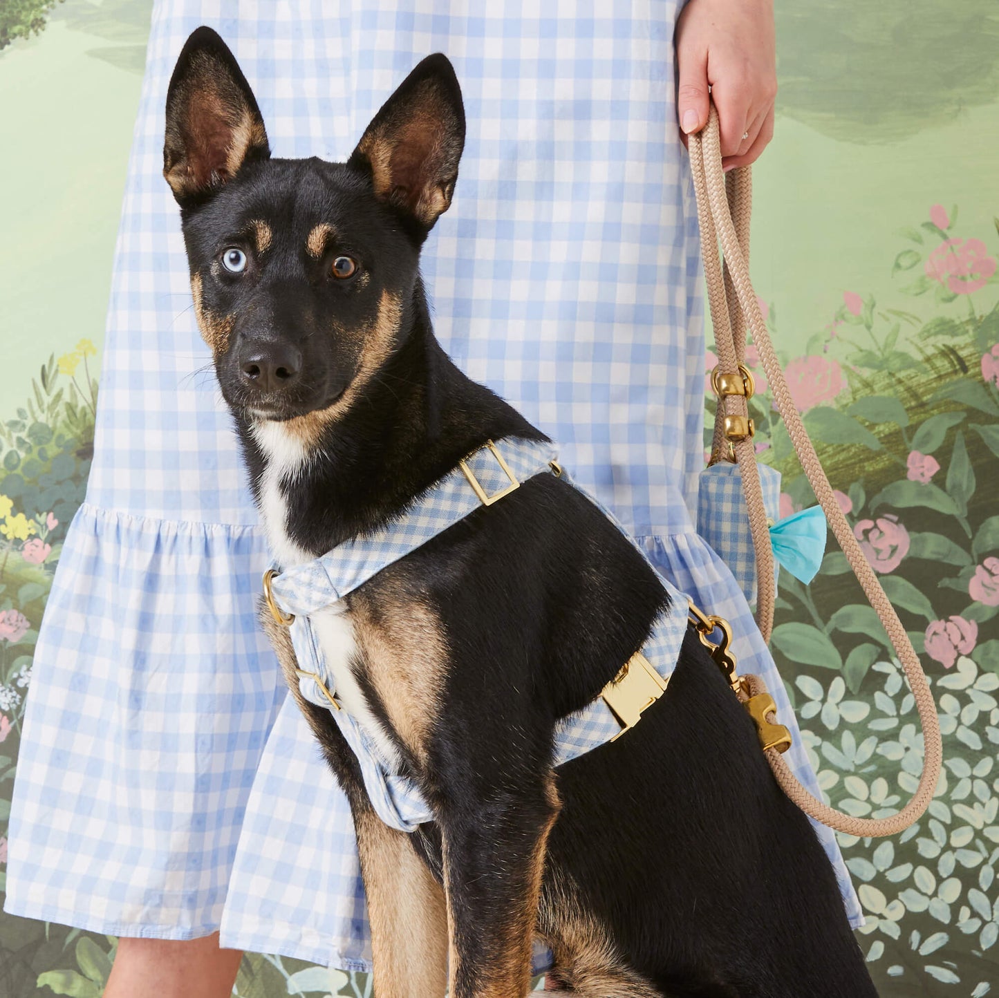 Sky Blue Gingham Dog Harness